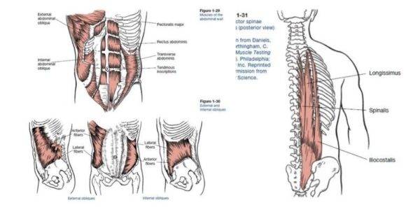 Core muscles